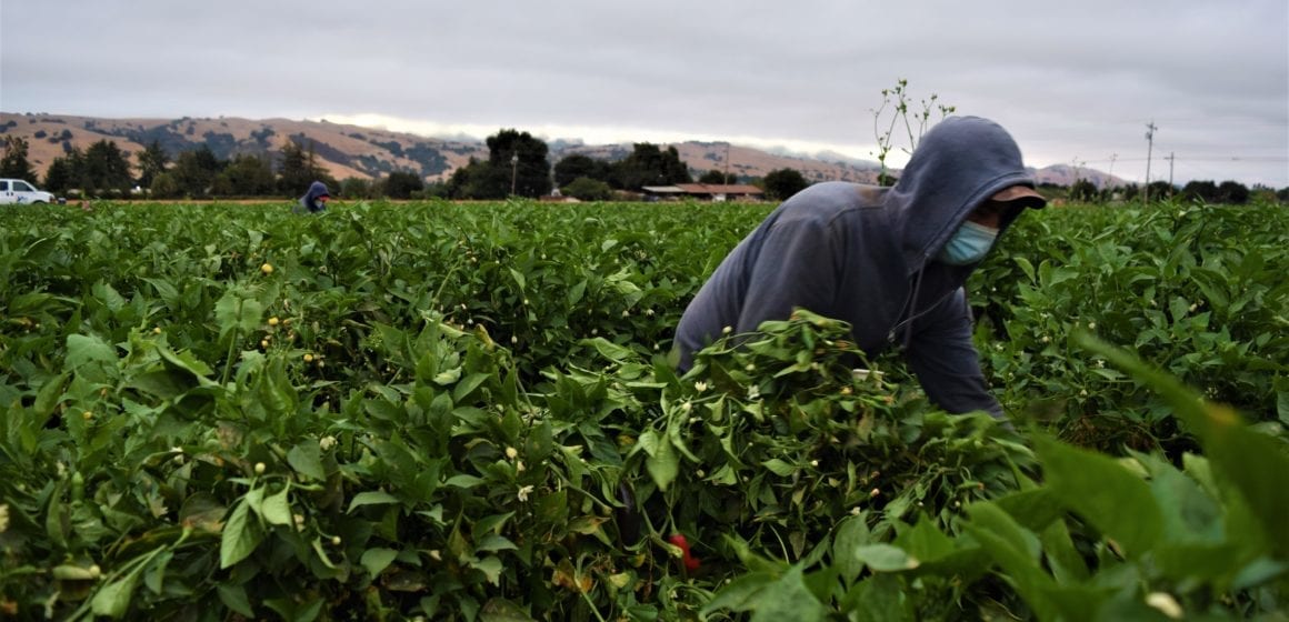 Una persona cosechando cultivos en un campo.