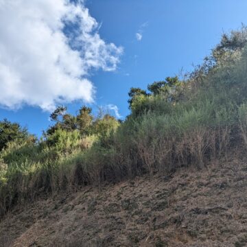 Una ladera con una porción despejada de maleza.
