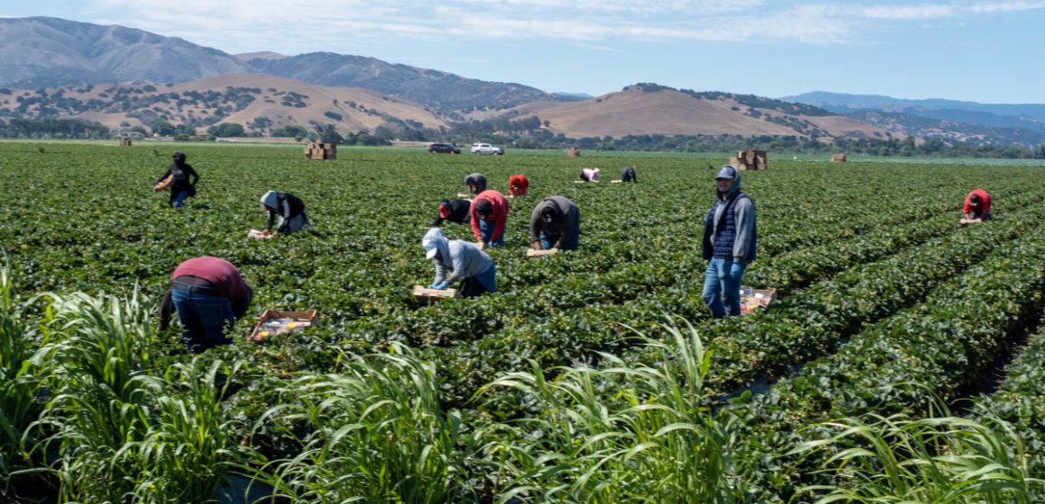 Farmworkers working in a field on a sunny day