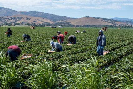 Farmworkers working in a field on a sunny day