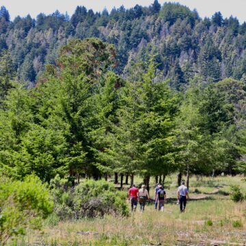 Cinco personas caminan a lo lejos de espaldas a la cámara, en medio del bosque.