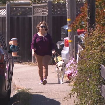 NBC Bay Area: el Departamento de Justicia investiga quejas de viajes compartidos que rechazan perros de servicio