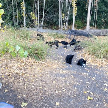 More than a dozen black cats waiting or eating along a walking path in a park surrounded by trees