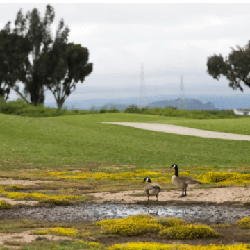 Geese on a golf course