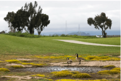 Gansos en un campo de golf
